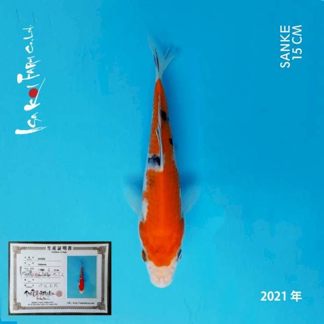 SANKE CERTY ISA KOI FARM