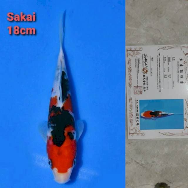 Sakai Sanke Certi