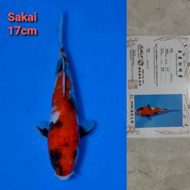 Sakai Showa Certi