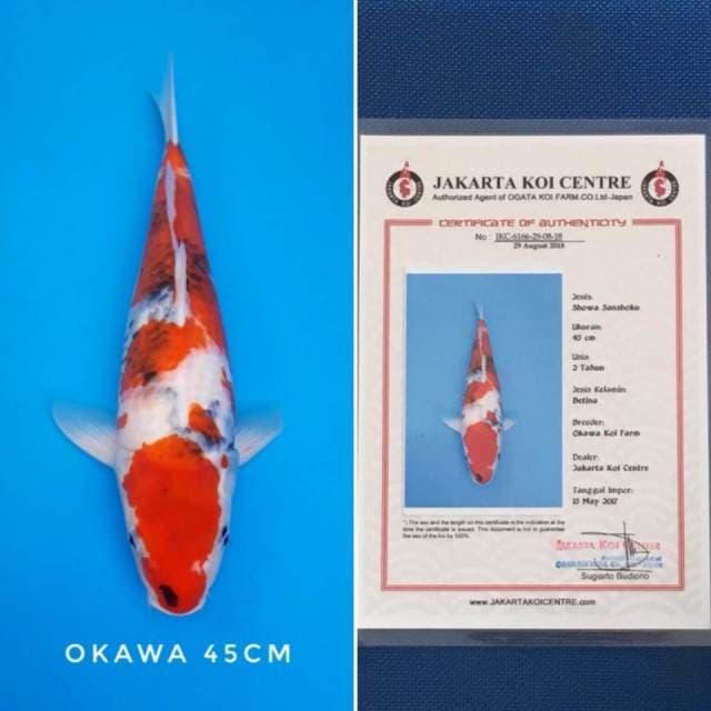 Showa import sertifikat