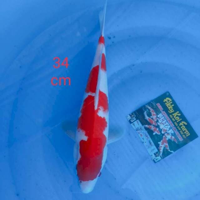 "KOHAKU" 34cm