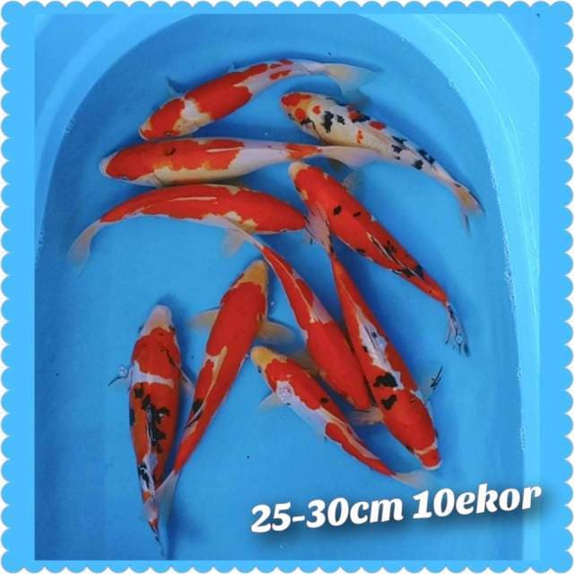 Kohaku sanke 25-30cm 10ekor