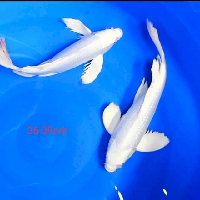 Kumpay Platinum 36-39 cm