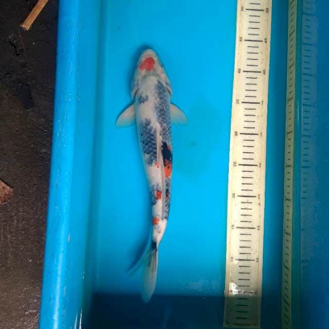 Showa tategoi male 36cm