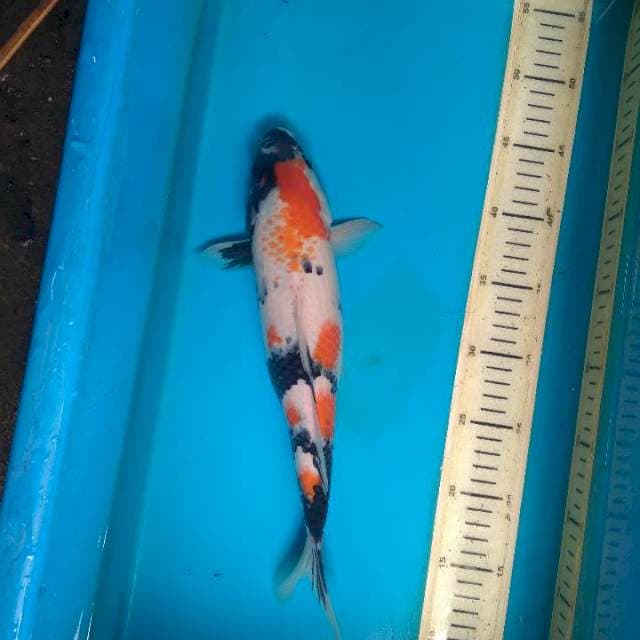 Showa 33 female