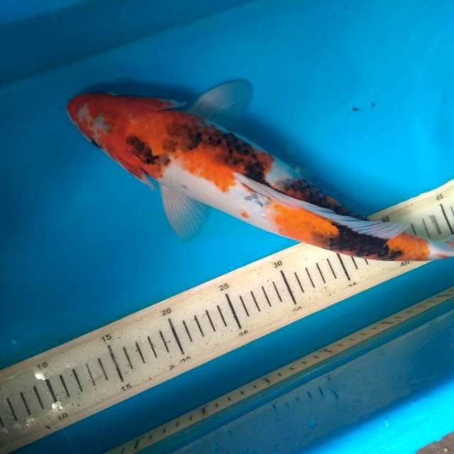 Showa 39 male