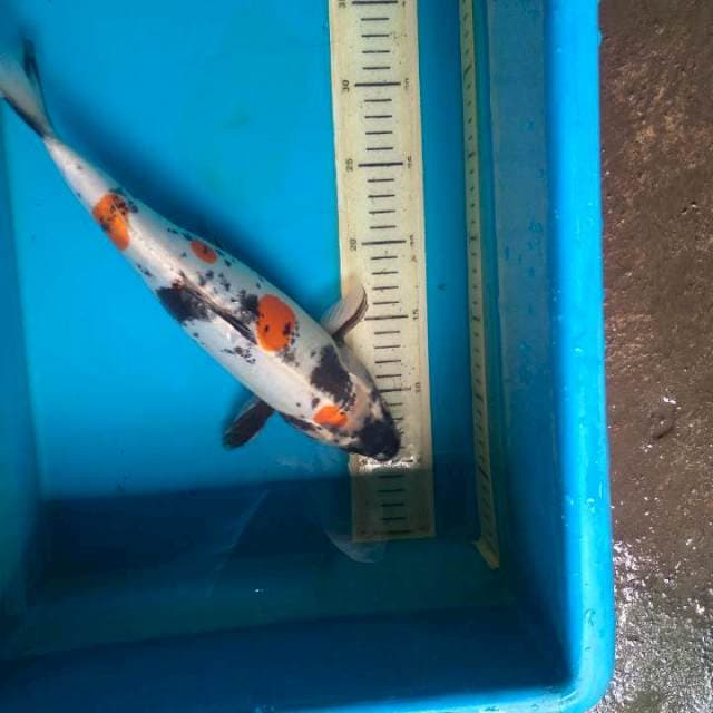 Showa doit 35cm female
