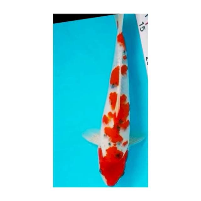 GOAIKI RACING 30cm