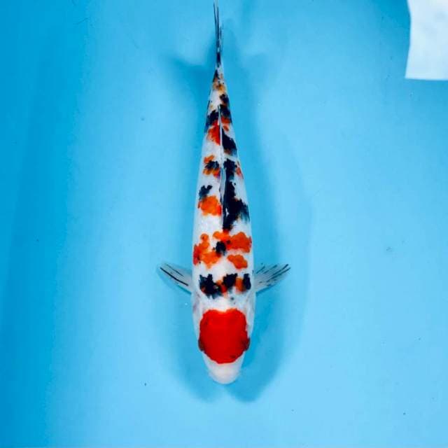Maruten Sanke, 25 cm