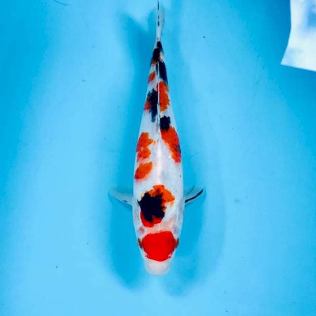 Maruten Sanke, 26 cm