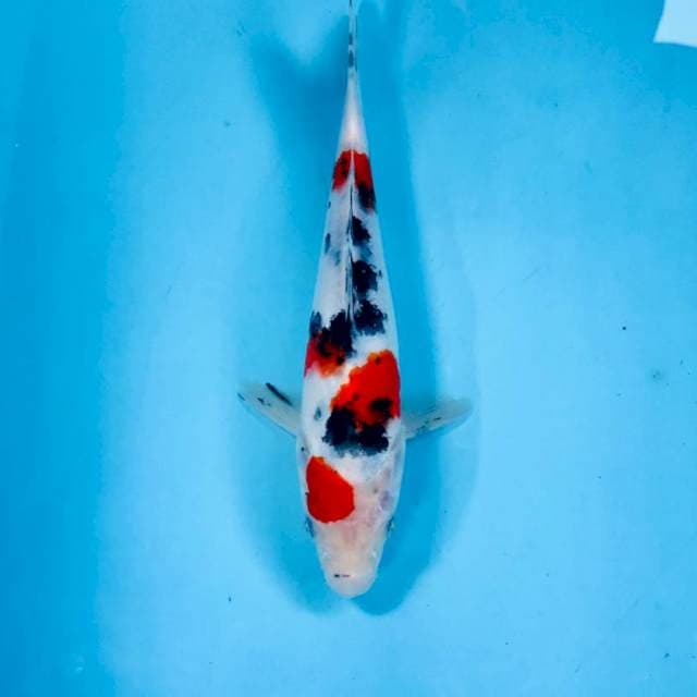 Sanke, 23 cm