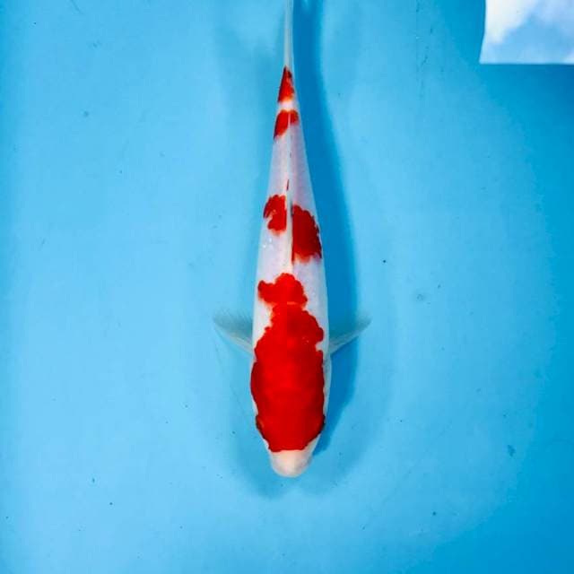 Kohaku, 23 cm