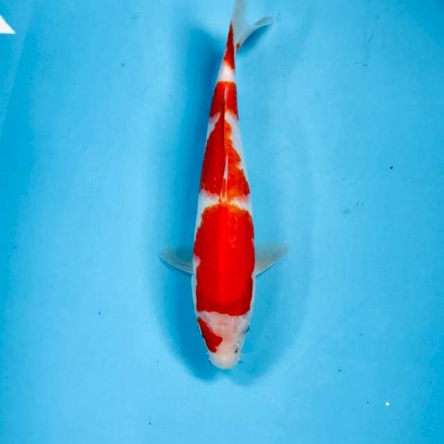 Kohaku, 25 cm