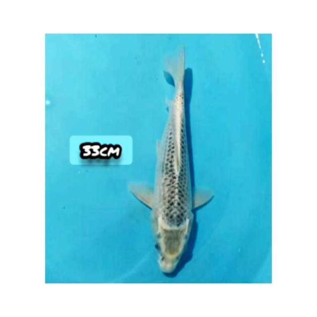 Matsuba 33cm