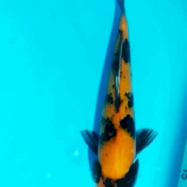 HI SOWA 29cm