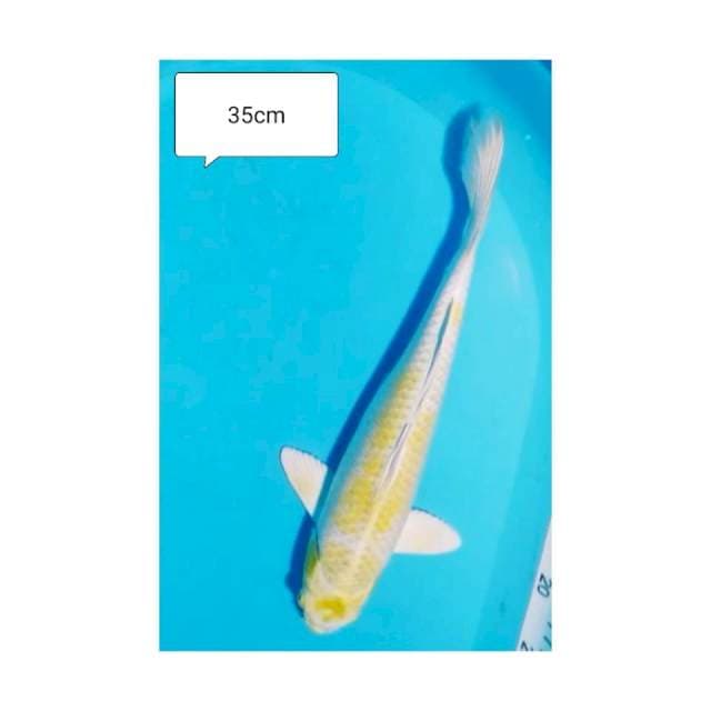 HARIWAKE KSL 35cm