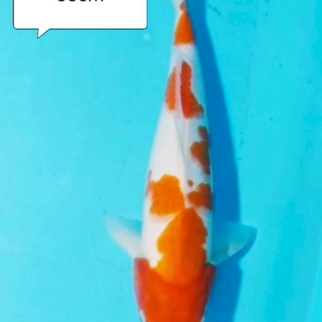 KOHAKU ss 33cm