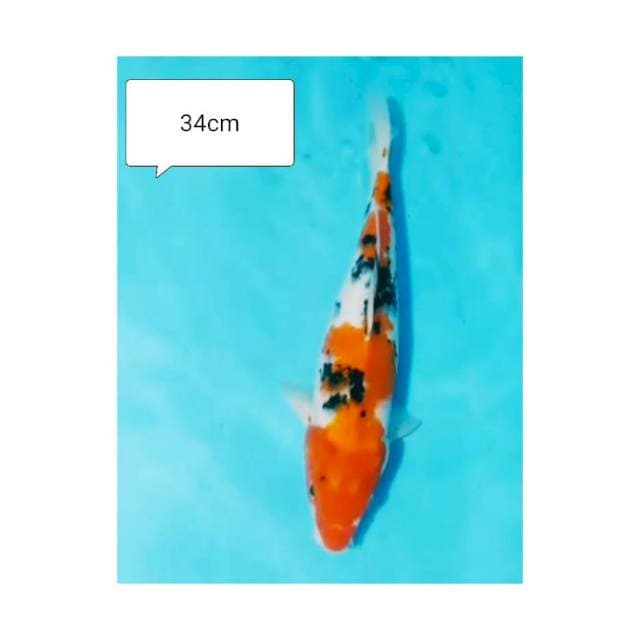 SANKE 34cm