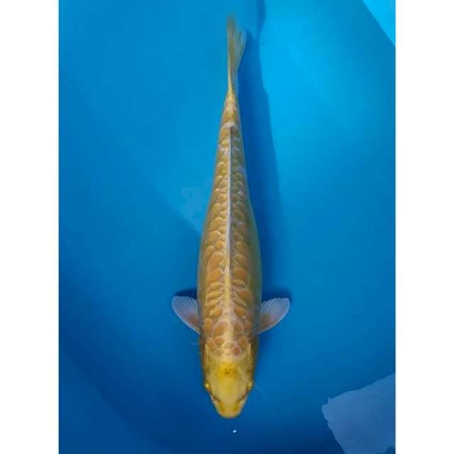 aragoke 37 cm