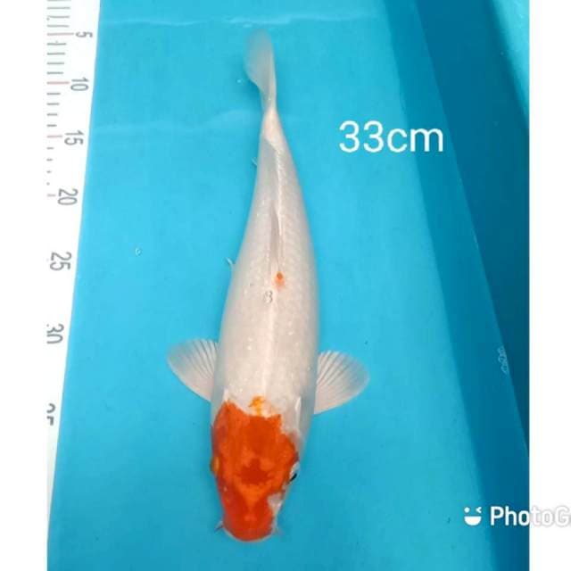 SINGKAT_Tancho Ori Hikari 33cm