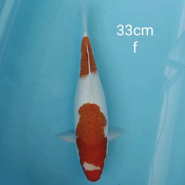 SINGKAT_ Kohaku original 33cm