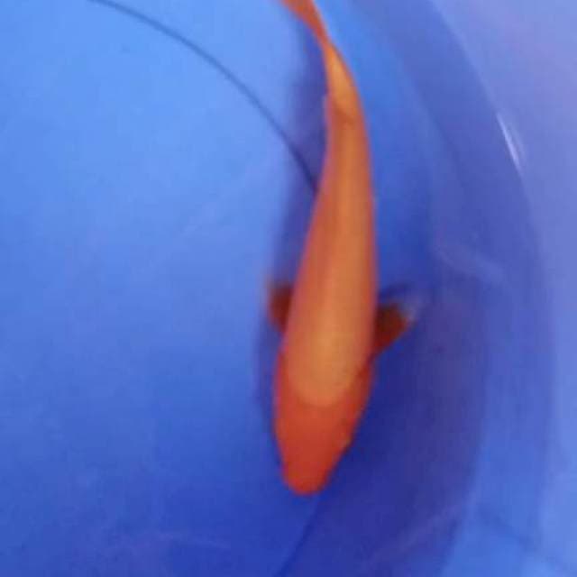 BENIGOI F1 MARUDO SIZE 26CM