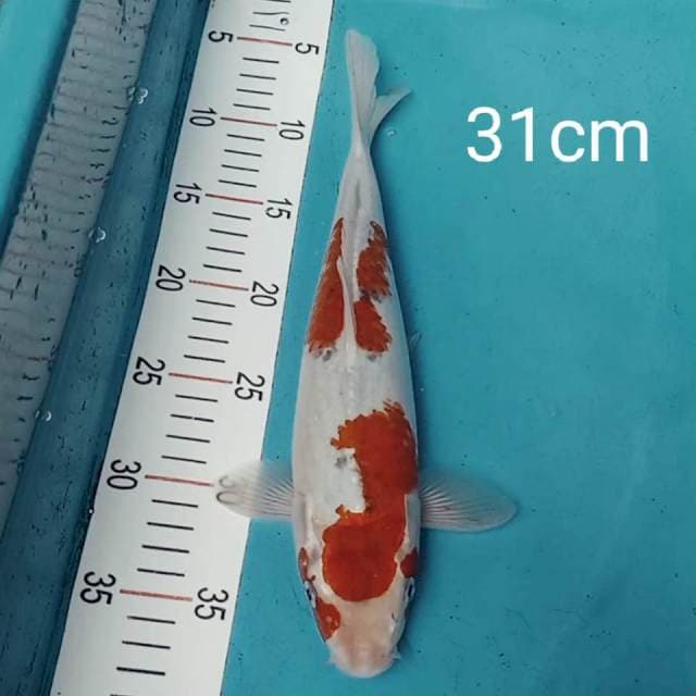 SINGKAT# Goshiki 31cm