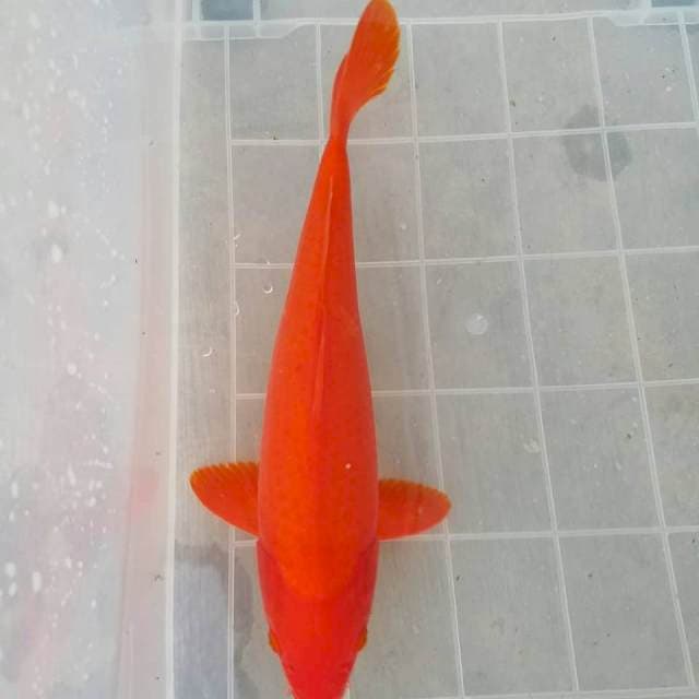 Benigoi merah darah