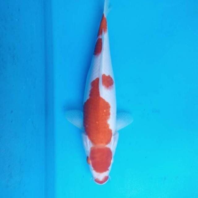 Kohaku 32cm