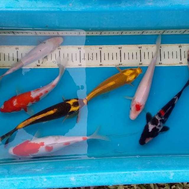 mix rasa-rasa 8ekor (20_23cm)