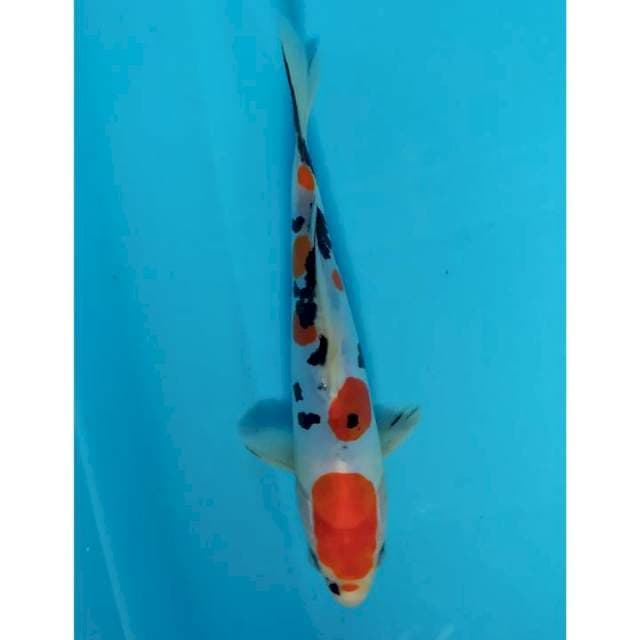 sanke doit 22 cm