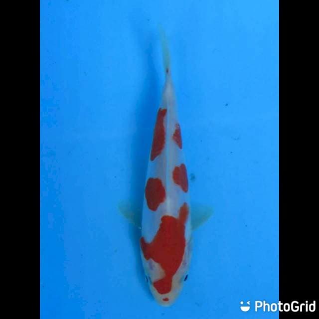 15bu - Kohaku Doitsu Original ,