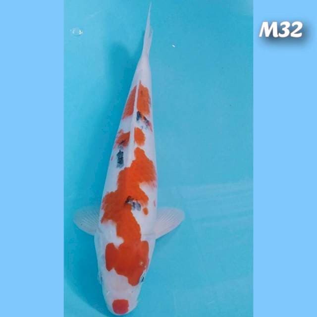 SANKE kucibeni 32cm