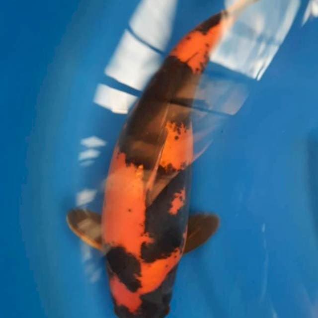 Doitsu hi utsuri 43 cm