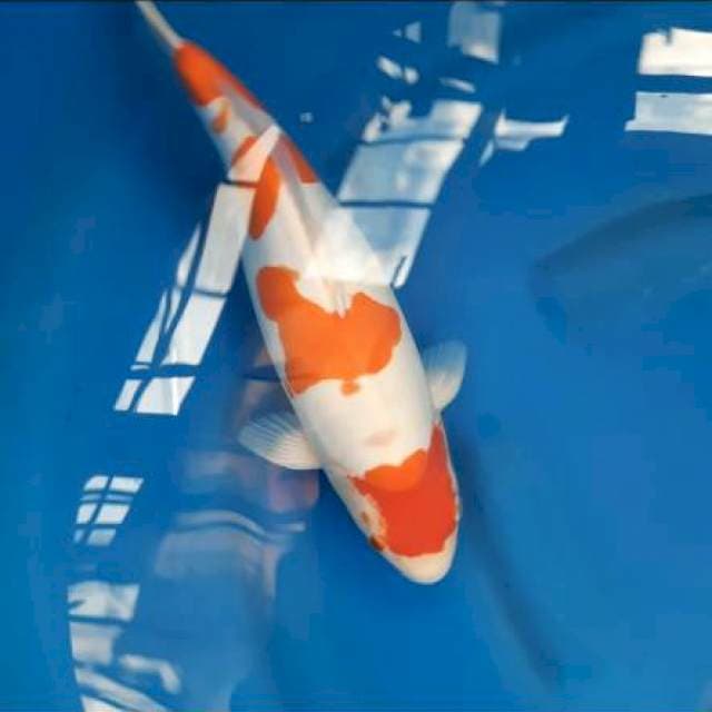 Doitsu kohaku 40 cm