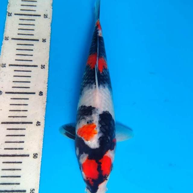 showa 33cm