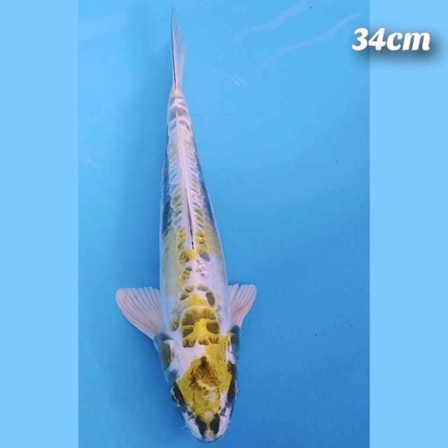Grend kiko 34cm