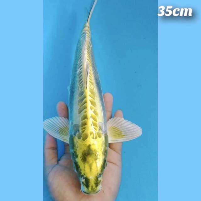 Grend kikokuriyu 35cm
