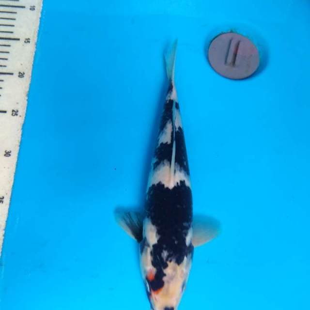 shiro 30 cm