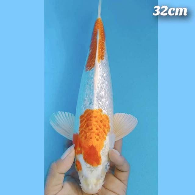 Grand kojaku gindrin 32cm