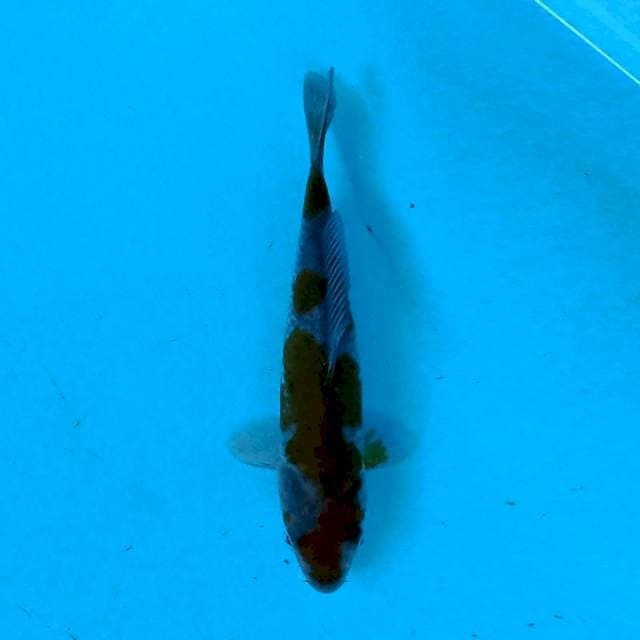 Ochiba 14 cm