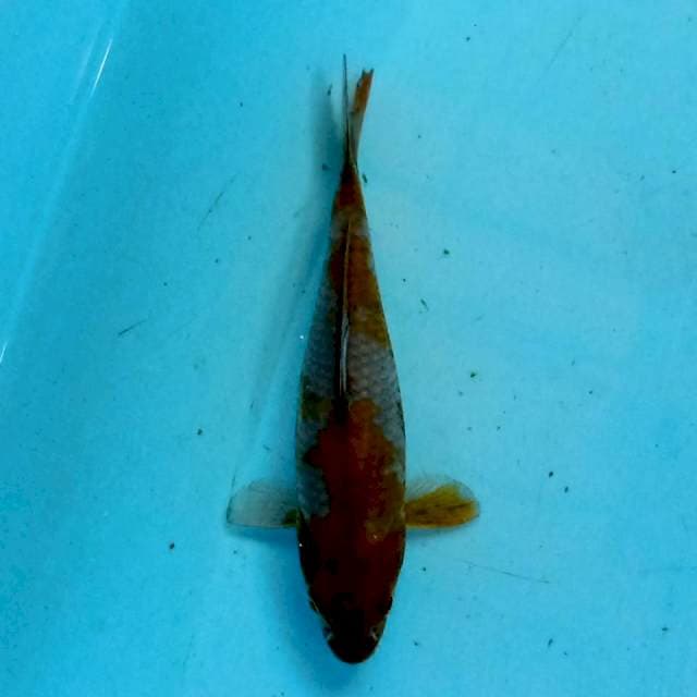 Ochiba 14 cm
