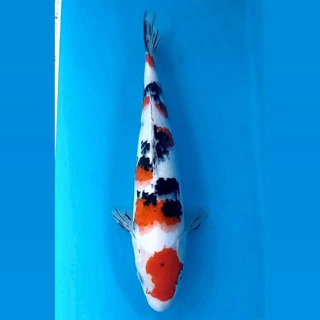 Sanke, 29 cm
