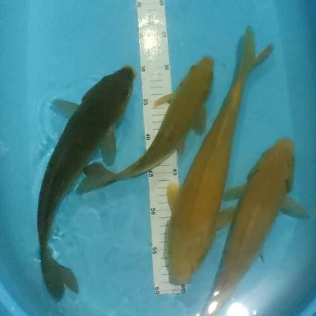 Paket mix, mulus reng rapii 4 ekor