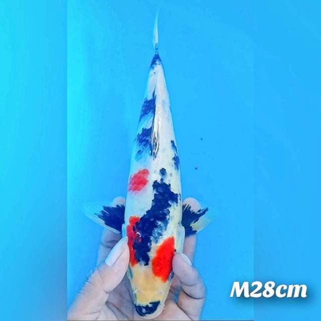 Showa M28cm