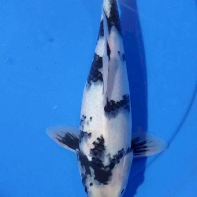Shiro A || 29cm