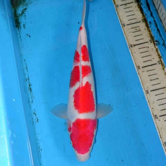 30cm KOHAKU
