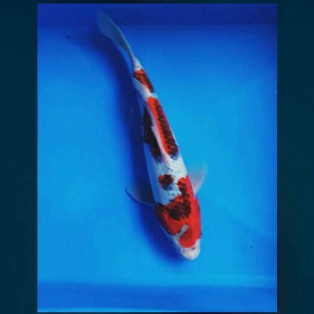Goshiki 28cm male