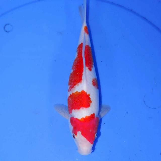 KOHAKU