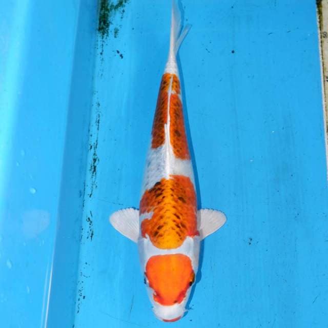 30cm KOJAKU